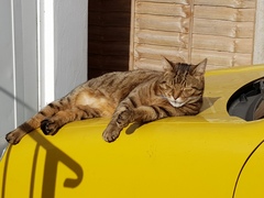 Thug cat part 3.  Unbidden guests are often welcomest when they are gone.