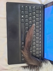 Elderly cat 'crunching' when eating