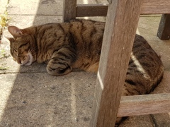 Thug cat part 3.  Unbidden guests are often welcomest when they are gone.