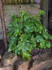 Plant help please!