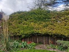 Inherited a dead hedge