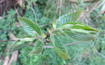Plant id: what's this tree?