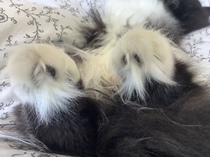 Toe tufts