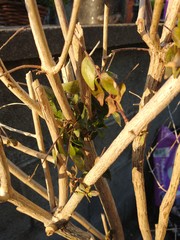 What is this not quite dead shrub?