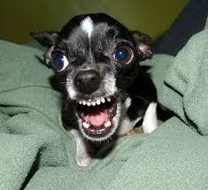 Chihuahua owners