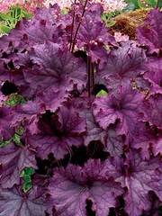 What plants for hanging basket?