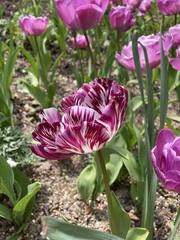 Week 3 - Leaving Lockdown Bootcamp