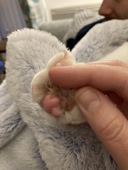 Strange cat paw