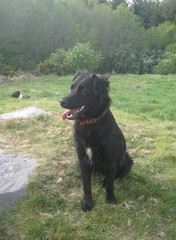 Do mutts exist any more?
