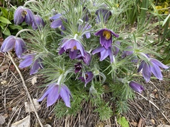 Help with plant ID, please