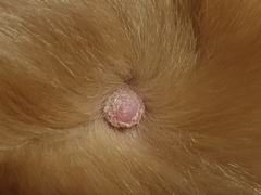 Has anyone seen this on their dog before?