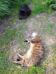 Thug cat part 3.  Unbidden guests are often welcomest when they are gone.