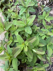 What is this growing in my flower bed ?