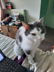 Elderly cat 'crunching' when eating