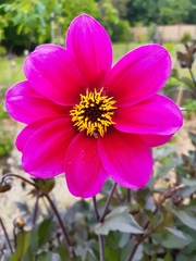 Hardy Dahlias