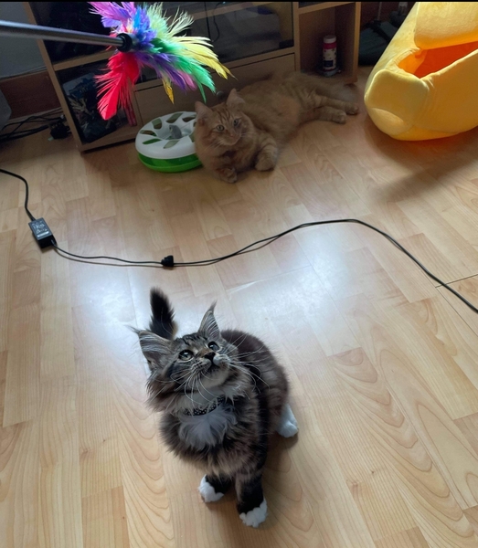 I have a new Grandkitten.