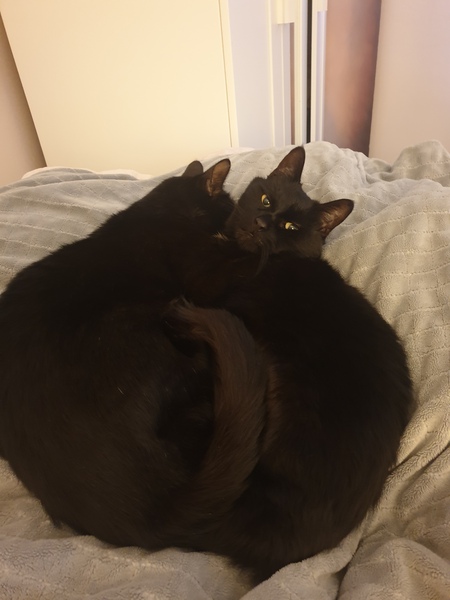 Right, it's just me and the cats ...