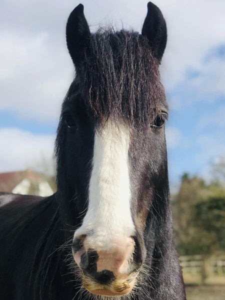 New horse all gone wrong
