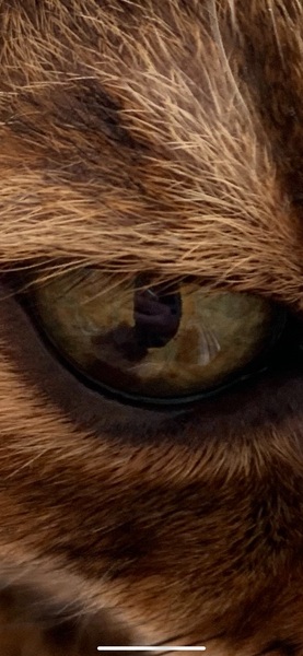 Marks in cat’s eye