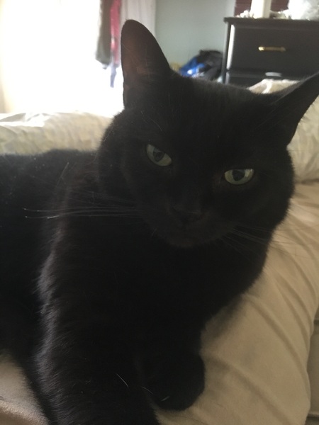 Do cats love you? And breed advice please