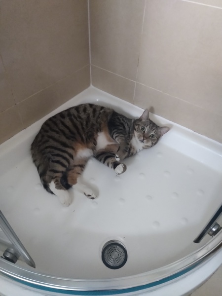 Chez Ollie - All welcome especially Not My Cats. General Cat chat thread