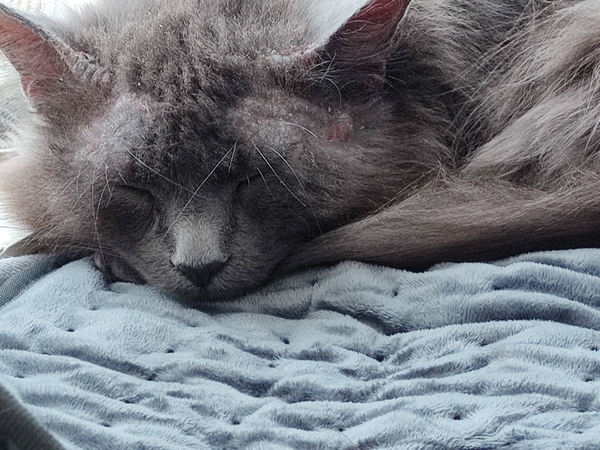 Overgrooming, vets or not?