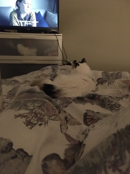 Does your cat watch tv?