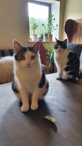I don't know what to do about my cats.  Help!