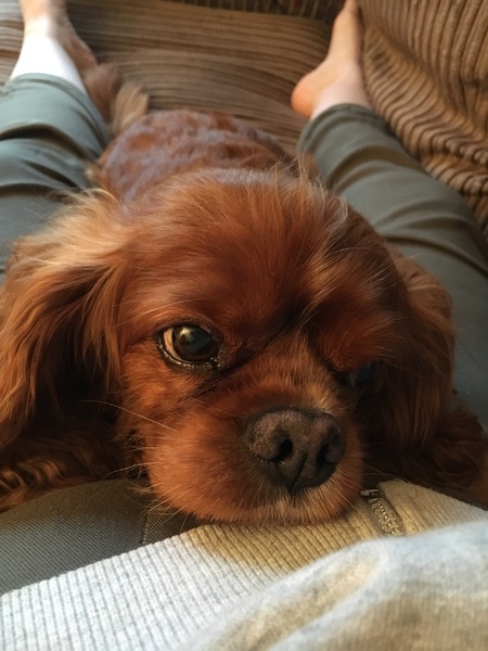MIL is about to inherit a Cavvie, what should she know, good and bad?!