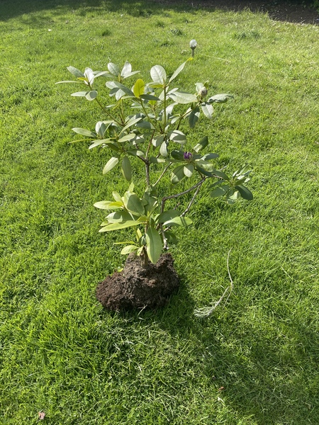What plant is this?