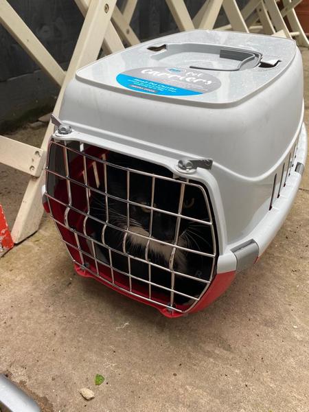 Any experience with taking in a stray cat?