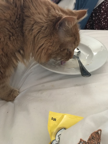 Chez Ollie - All welcome especially Not My Cats. General Cat chat thread