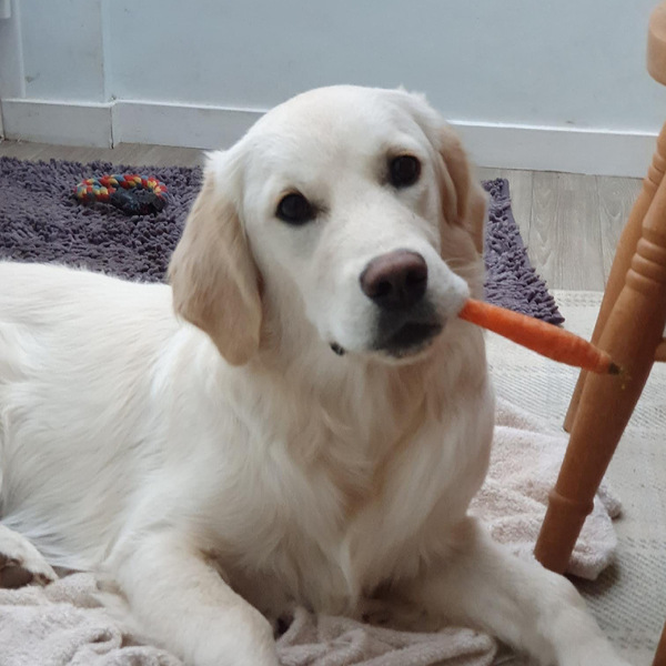 To keep a ‘bad’ dog?
