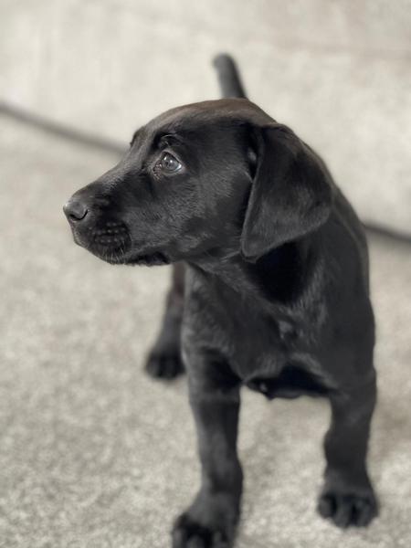 Puppy Survival Thread - May