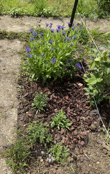 Ideas for perennials