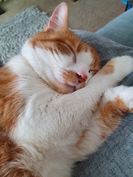 When to accept failure in rescue cat rehoming?