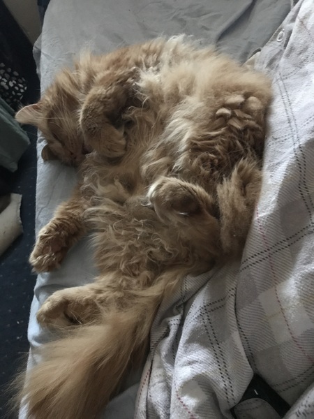 Cat chat thread the umpteenth - the Café is open all welcome