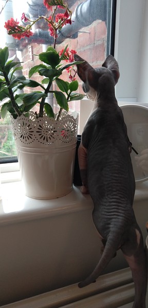 You know when people refer to their pets as 'furbabies'