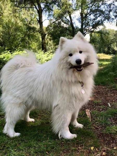 Is there a breed I'm missing?