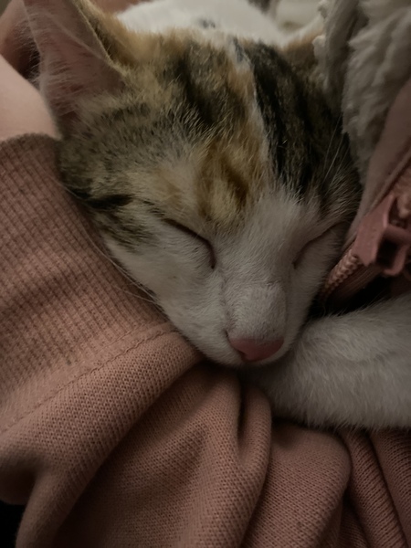 Opinions on indoor cats please!