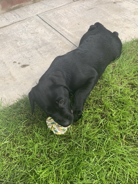 Puppy Survival Thread - May