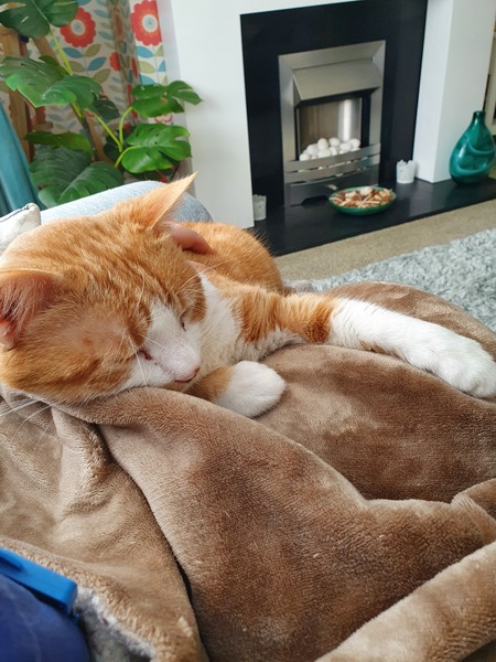 When to accept failure in rescue cat rehoming?