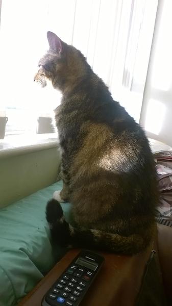 Cat chat thread the umpteenth - the Café is open all welcome
