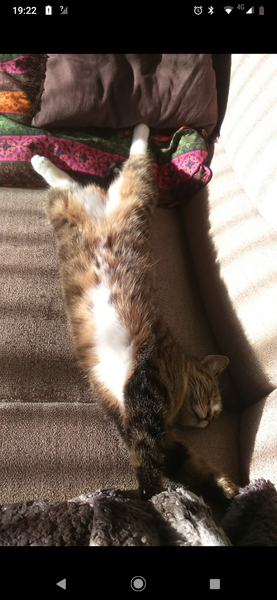 Let's see your sleeping cat pictures