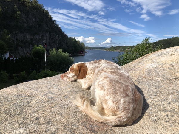 Is there a breed I'm missing?