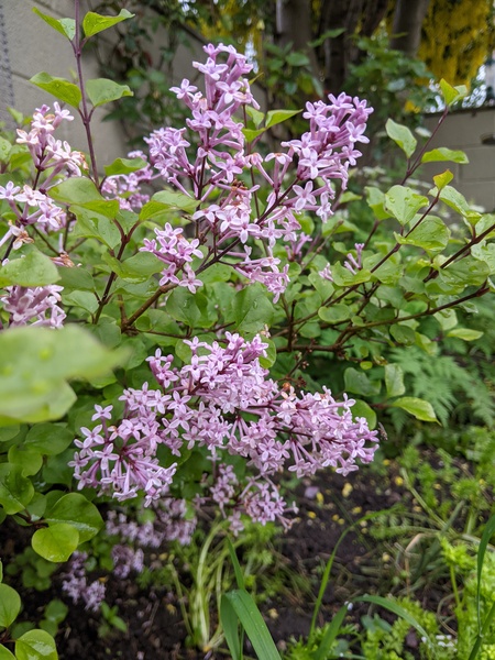 To ask if you are wearing lilac?