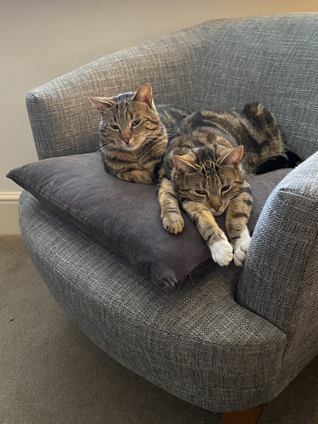 What’s your cats names?