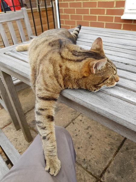 Thug cat part 3.  Unbidden guests are often welcomest when they are gone.
