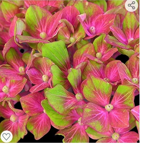 Young Hydrangea Plant - Black spots all over the stem