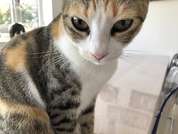Lost our lovely girl today